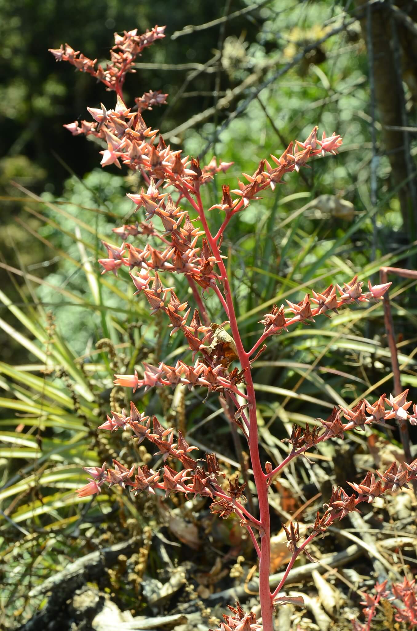 Echeveria gibbiflora
